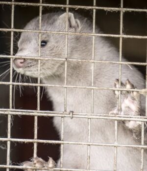 У-Польщі-повністю-заборонили-вирощувати-тварин-для-отримання-хутра У-Польщі-повністю-заборонили-вирощувати-тварин-для-отримання-хутра