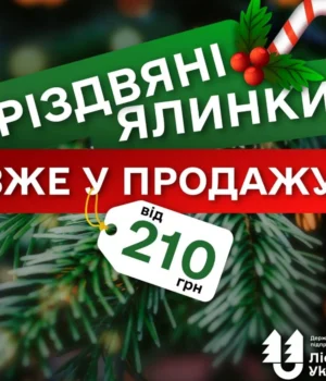 ДП-"Ліси-України"-оголосило-про-старт-продажу-легальних-ялинок:-Ціни-лишилися-соціальними