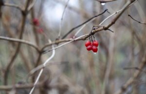 В Укргідрометцентрі розповіли, де пройдуть дощі 4 грудня В-Укргідрометцентрі-розповіли,-де-пройдуть-дощі-4-грудня