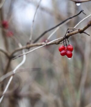 В-Укргідрометцентрі-розповіли,-де-пройдуть-дощі-4-грудня В-Укргідрометцентрі-розповіли,-де-пройдуть-дощі-4-грудня