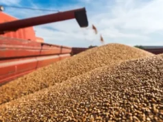 Експортера зерна оштрафували на 249 млн грн через фальшиві документи Експортера зерна оштрафували на 249 млн грн через фальшиві документи