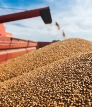 photo_2025_12_03_17_41_02.webp Експортера зерна оштрафували на 249 млн грн через фальшиві документи