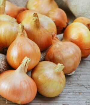 Цибуля-в-Україні-продовжує-дешевшати:-скільки-вже-коштує-кілограм Цибуля-в-Україні-продовжує-дешевшати:-скільки-вже-коштує-кілограм