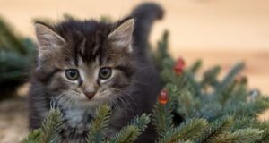 Жива чи штучна?: названо головні переваги та критичні недоліки ялинок Жива-чи-штучна?:-названо-головні-переваги-та-критичні-недоліки-ялинок