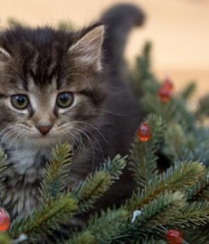 Жива-чи-штучна?:-названо-головні-переваги-та-критичні-недоліки-ялинок Жива-чи-штучна?:-названо-головні-переваги-та-критичні-недоліки-ялинок