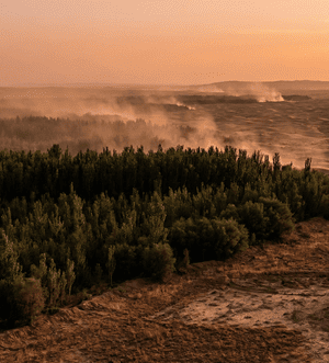Як мільярди-нових-дерев-залишили-частину-Китаю-без-води:-тривожне-дослідження