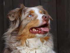 Це вміють лише одиниці: вчені виявили у деяких собак унікальну здатність Це-вміють-лише-одиниці:-вчені-виявили-у-деяких-собак-унікальну-здатність