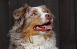 Це вміють лише одиниці: вчені виявили у деяких собак унікальну здатність Це-вміють-лише-одиниці:-вчені-виявили-у-деяких-собак-унікальну-здатність