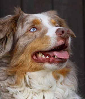 Це-вміють-лише-одиниці:-вчені-виявили-у-деяких-собак-унікальну-здатність Це-вміють-лише-одиниці:-вчені-виявили-у-деяких-собак-унікальну-здатність