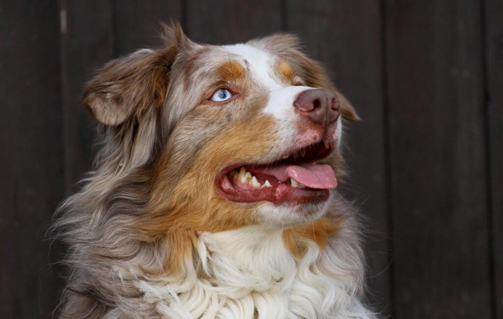 Це-вміють-лише-одиниці:-вчені-виявили-у-деяких-собак-унікальну-здатність