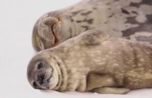 Чому тюлені люблять перевертатися на спину і плескати себе по животу: до чого тут собаки Чому-тюлені-люблять-перевертатися-на-спину-і-плескати-себе-по-животу:-до-чого-тут-собаки