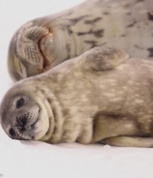 Чому-тюлені-люблять-перевертатися-на-спину-і-плескати-себе-по-животу:-до-чого-тут-собаки