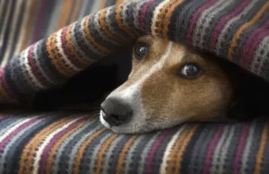 Україну накрив антициклон: прогноз погоди на 4 грудня Україну-накрив-антициклон:-прогноз-погоди-на-4-грудня