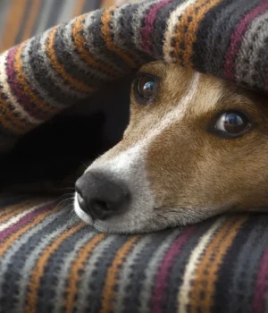 Україну-накрив-антициклон:-прогноз-погоди-на-4-грудня