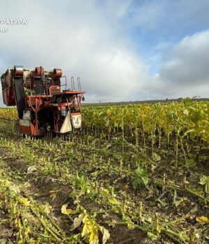 На-Волині-підприємство-незаконно-вирощувало-тютюн:-вилучили-сировини-на-5-мільйонів