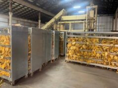 Фермери на Волині підпільно вирощували тютюн у промислових масштабах Фермери-на-Волині-підпільно-вирощували-тютюн-у-промислових-масштабах