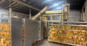 Фермери на Волині підпільно вирощували тютюн у промислових масштабах Фермери-на-Волині-підпільно-вирощували-тютюн-у-промислових-масштабах