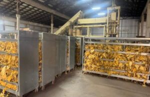 Фермери на Волині підпільно вирощували тютюн у промислових масштабах Фермери-на-Волині-підпільно-вирощували-тютюн-у-промислових-масштабах