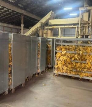 Фермери-на-Волині-підпільно-вирощували-тютюн-у-промислових-масштабах