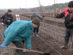 На Волині заклали найбільший вишневий сад в області: перший врожай чекають через 3 роки На-Волині-заклали-найбільший-вишневий-сад-в-області:-перший-врожай-чекають-через-3-роки