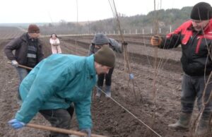 На Волині заклали найбільший вишневий сад в області: перший врожай чекають через 3 роки На-Волині-заклали-найбільший-вишневий-сад-в-області:-перший-врожай-чекають-через-3-роки