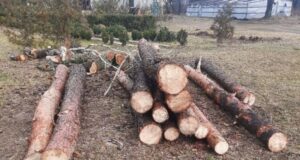 У ботанічному заказнику на Волині незаконно вирубали сосен на 300 тисяч гривень У-ботанічному-заказнику-на-Волині-незаконно-вирубали-сосен-на-300-тисяч-гривень