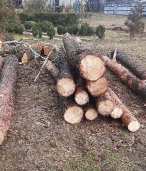 У-ботанічному-заказнику-на-Волині-незаконно-вирубали-сосен-на-300-тисяч-гривень У-ботанічному-заказнику-на-Волині-незаконно-вирубали-сосен-на-300-тисяч-гривень