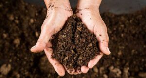 5 грудня: свята, події, факти. Всесвітній день ґрунтів та Міжнародний фестиваль светрів 5-грудня:-свята,-події,-факти.-Всесвітній-день-ґрунтів-та-Міжнародний-фестиваль-светрів