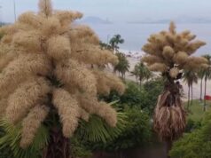 Уперше і востаннє: у Бразилії розквітли унікальні пальми Уперше-і-востаннє:-у-Бразилії-розквітли-унікальні-пальми