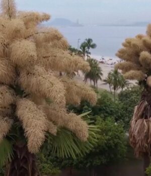 Уперше-і-востаннє:-у-Бразилії-розквітли-унікальні-пальми Уперше-і-востаннє:-у-Бразилії-розквітли-унікальні-пальми