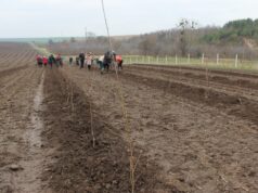 На Волині заклали найбільший в області вишневий сад На-Волині-заклали-найбільший-в-області-вишневий-сад