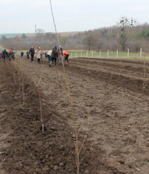 На-Волині-заклали-найбільший-в-області-вишневий-сад