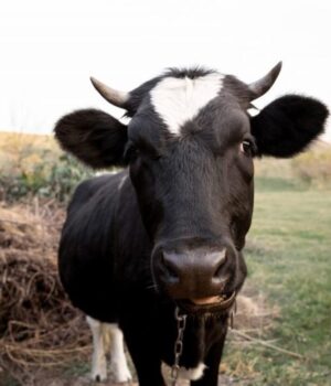 На-Маневиччині-виявили-сказ-у-корови