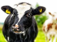 У селі на Волині у корови виявили сказ У-селі-на-Волині-у-корови-виявили-сказ