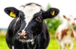 У селі на Волині у корови виявили сказ У-селі-на-Волині-у-корови-виявили-сказ