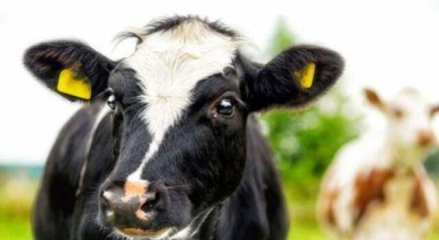 У селі на Волині у корови виявили сказ У-селі-на-Волині-у-корови-виявили-сказ