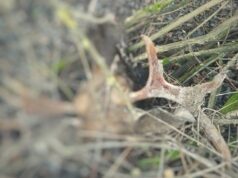 На Волині два лосі стали здобиччю браконьєрів На-Волині-два-лосі-стали-здобиччю-браконьєрів