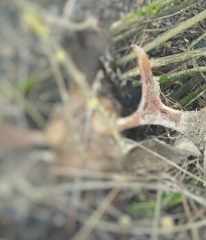 На-Волині-два-лосі-стали-здобиччю-браконьєрів