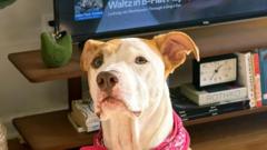 Чи-заспокоює-тварин-музика