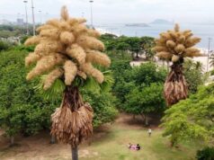 У Бразилії розквітли пальми, які цвітуть лише раз на 80 років У-Бразилії-розквітли-пальми,-які-цвітуть-лише-раз-на-80-років