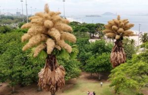 У Бразилії розквітли пальми, які цвітуть лише раз на 80 років У-Бразилії-розквітли-пальми,-які-цвітуть-лише-раз-на-80-років