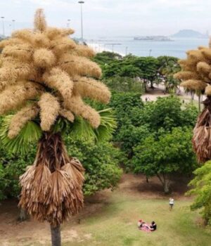 У-Бразилії-розквітли-пальми,-які-цвітуть-лише-раз-на-80-років
