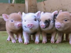 У Волинській області планують будівництво грибної ферми та свинокомплексу на 10 000 голів У-Волинській-області-планують-будівництво-грибної-ферми-та-свинокомплексу-на-10-000-голів