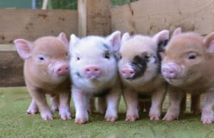 У Волинській області планують будівництво грибної ферми та свинокомплексу на 10 000 голів У-Волинській-області-планують-будівництво-грибної-ферми-та-свинокомплексу-на-10-000-голів