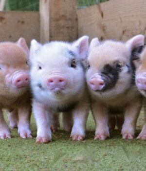 У-Волинській-області-планують-будівництво-грибної-ферми-та-свинокомплексу-на-10-000-голів У-Волинській-області-планують-будівництво-грибної-ферми-та-свинокомплексу-на-10-000-голів