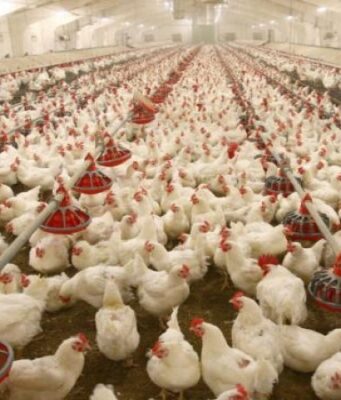 Брати Добкіни збудують на Волині птахофабрику на 1 млн бройлерів Брати-Добкіни-збудують-на-Волині-птахофабрику-на-1-млн-бройлерів