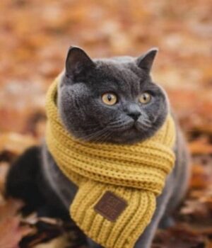 Якою-буде-погода-у-Луцьку-та-на-Волині-завтра,-7-грудня