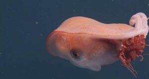 Лише четвертий випадок за останні 40 років: у морі помітили семирукого восьминога Лише-четвертий-випадок-за-останні-40-років:-у-морі-помітили-семирукого-восьминога