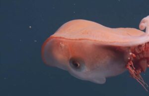 Лише четвертий випадок за останні 40 років: у морі помітили семирукого восьминога Лише-четвертий-випадок-за-останні-40-років:-у-морі-помітили-семирукого-восьминога