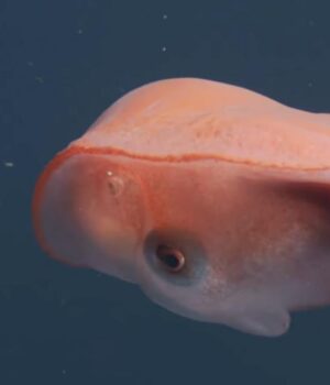 Лише-четвертий-випадок-за-останні-40-років:-у-морі-помітили-семирукого-восьминога Лише-четвертий-випадок-за-останні-40-років:-у-морі-помітили-семирукого-восьминога